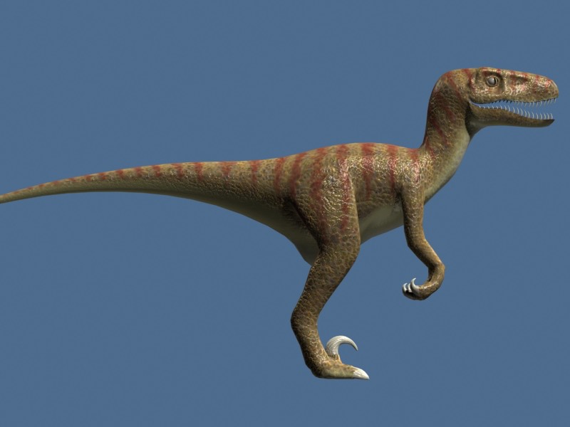 Velociraptor_1